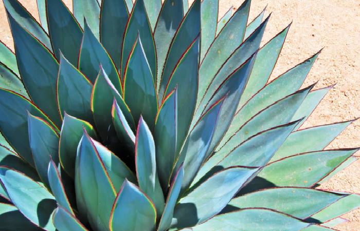 Agave Nectar
