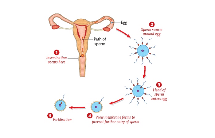 Fertilization Write For Us