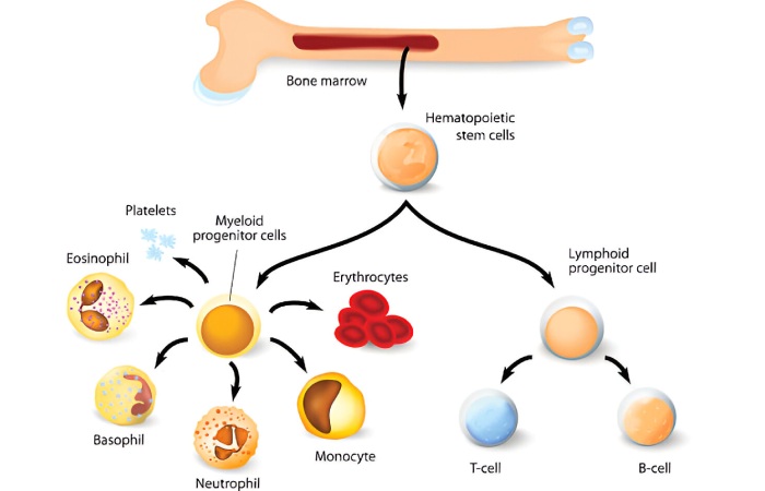 Absolute Monocytes Write For Us